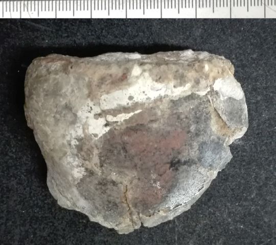 fossile (Mollusco bivalve, esemplare)