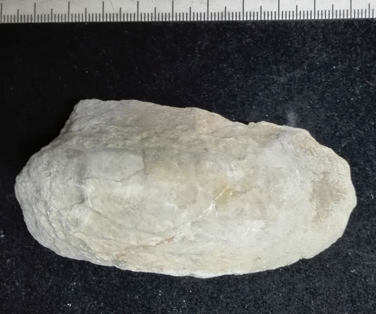 fossile (Mollusco bivalve, esemplare)