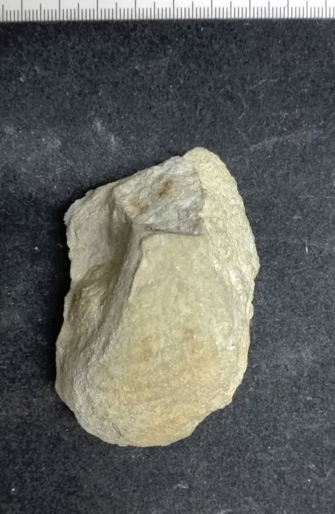 fossile (Mollusco bivalve, esemplare)