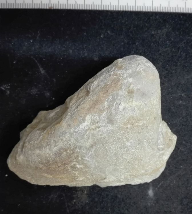 fossile (Mollusco bivalve, esemplare)