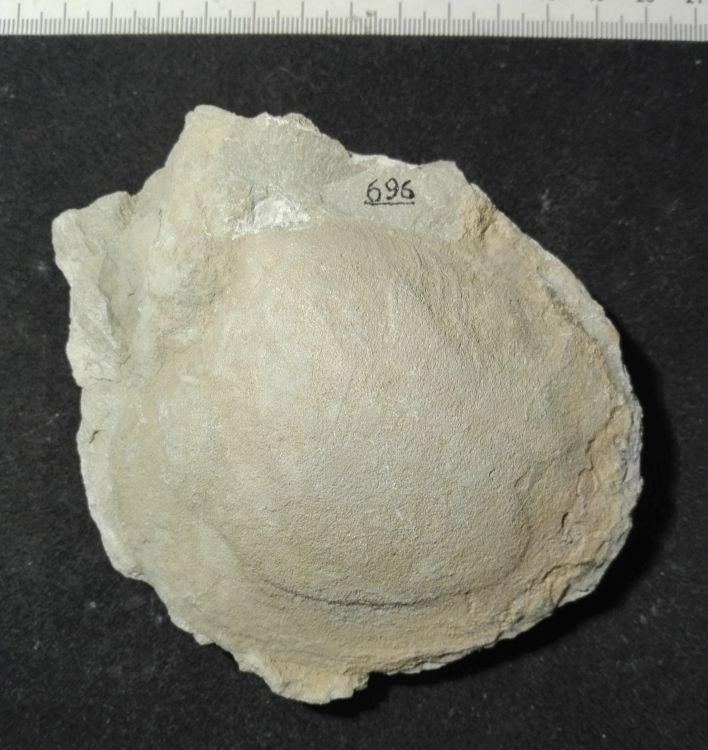 fossile (Mollusco bivalve, esemplare)