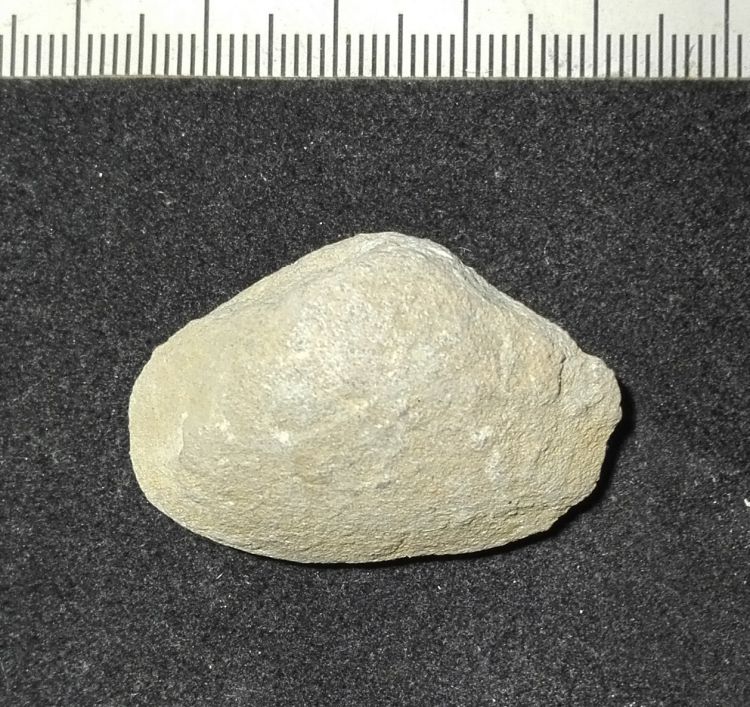 fossile (Mollusco bivalve, esemplare)