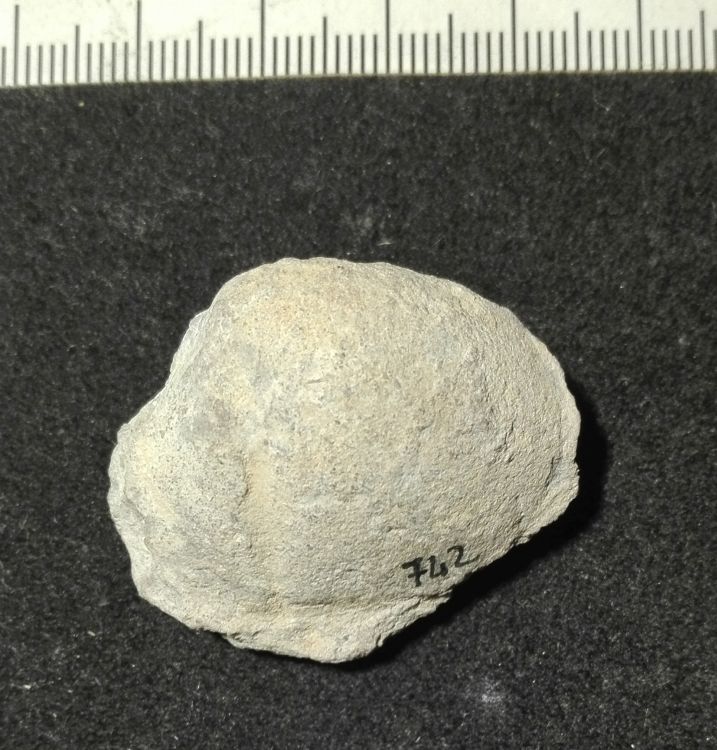 fossile (Mollusco bivalve, esemplare)