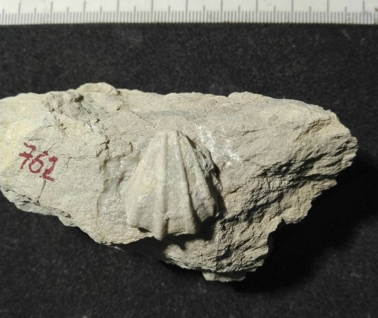 fossile (Mollusco bivalve, esemplare)