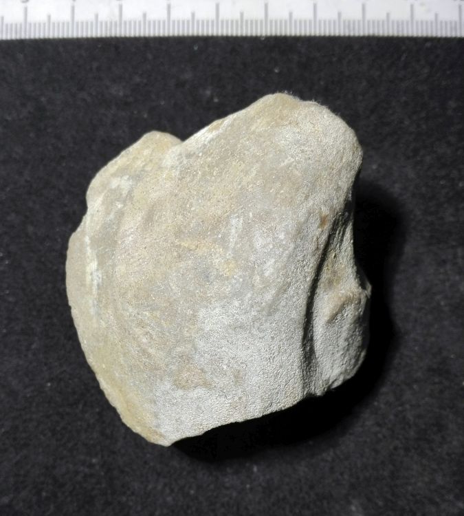 fossile (Mollusco bivalve, esemplare)