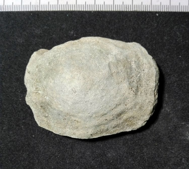 fossile (Mollusco gasteropode, esemplare)