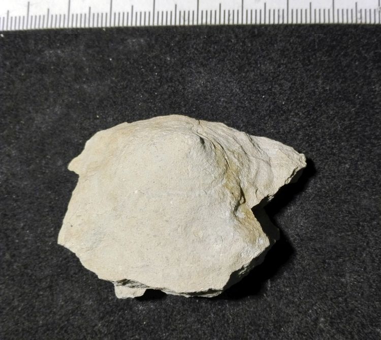 fossile (Mollusco gasteropode, esemplare)