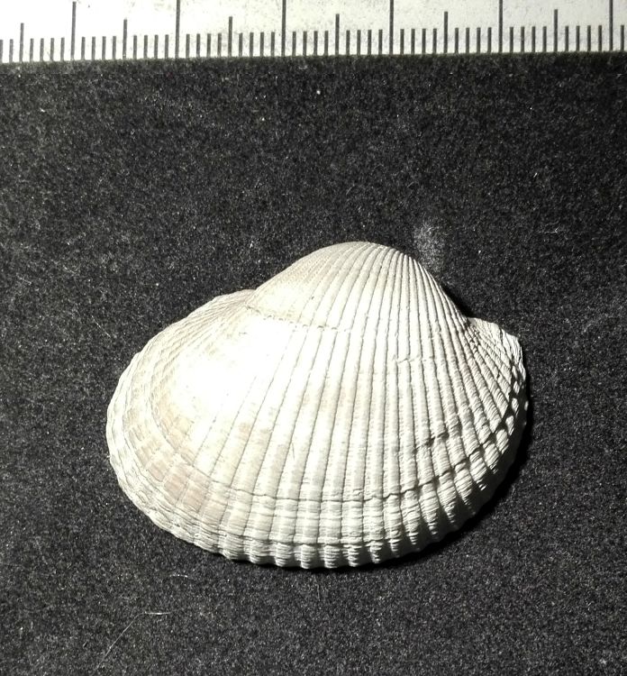 fossile (Mollusco bivalve, esemplare)