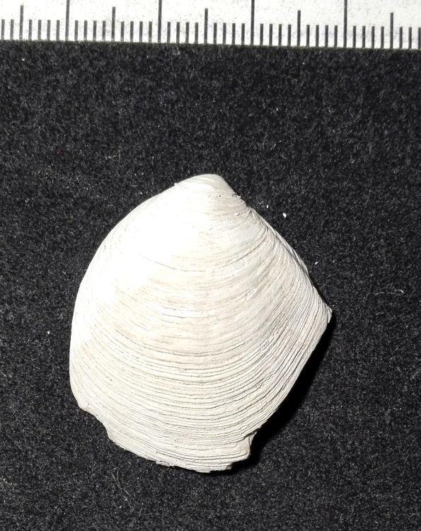 fossile (Mollusco bivalve, esemplare)