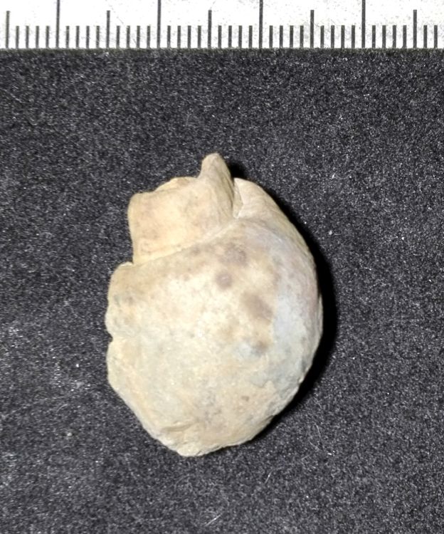 fossile (Mollusco gasteropode, esemplare)