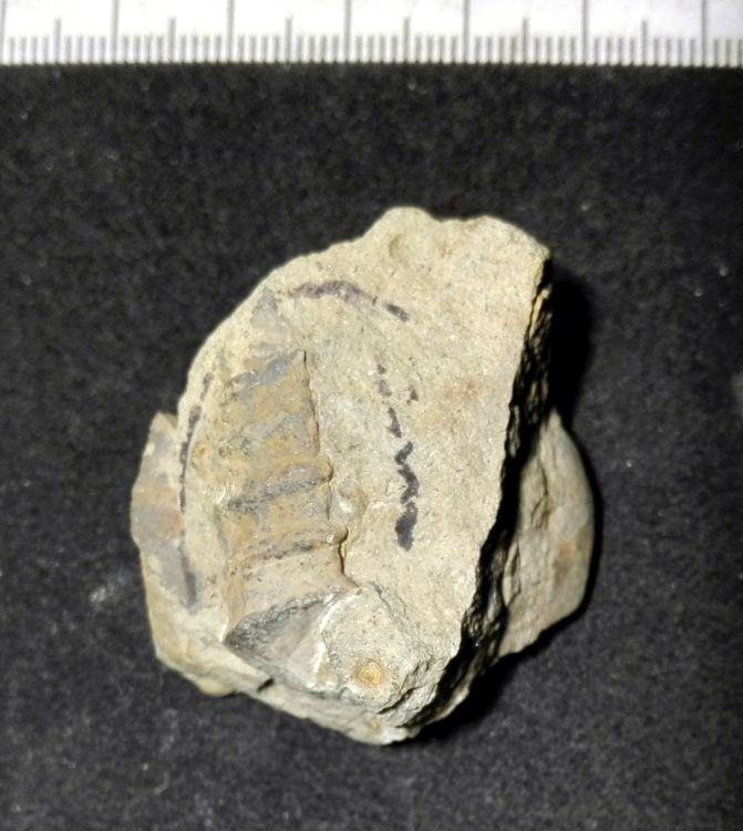 fossile (Mollusco gasteropode, esemplare)