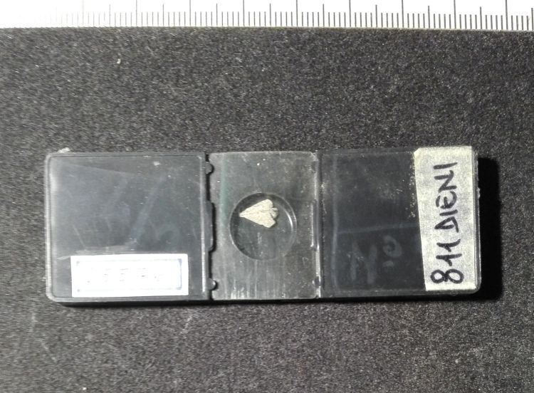 preparato per microscopio (rincolite, esemplare)