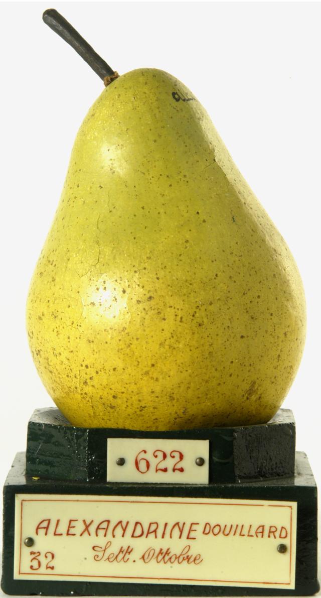 calco - calco pomologico, PERA di GARNIER VALLETTI FRANCESCO (ULTIMO QUARTO XIX SECOLO)