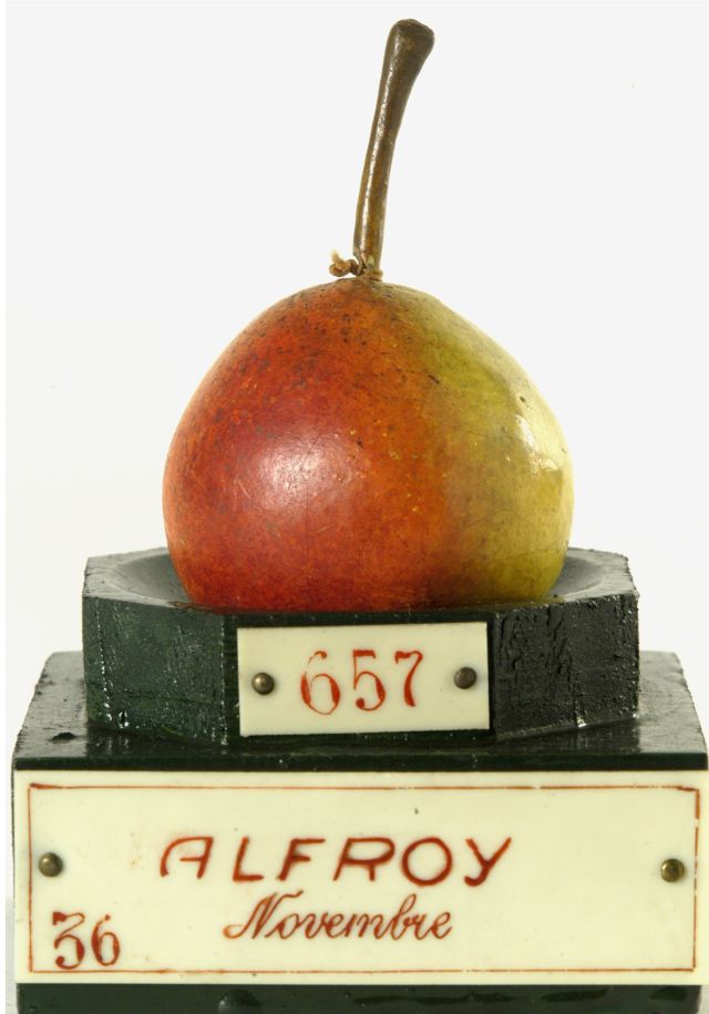 calco - calco pomologico, pera di GARNIER VALLETTI FRANCESCO (ULTIMO QUARTO XIX SECOLO)