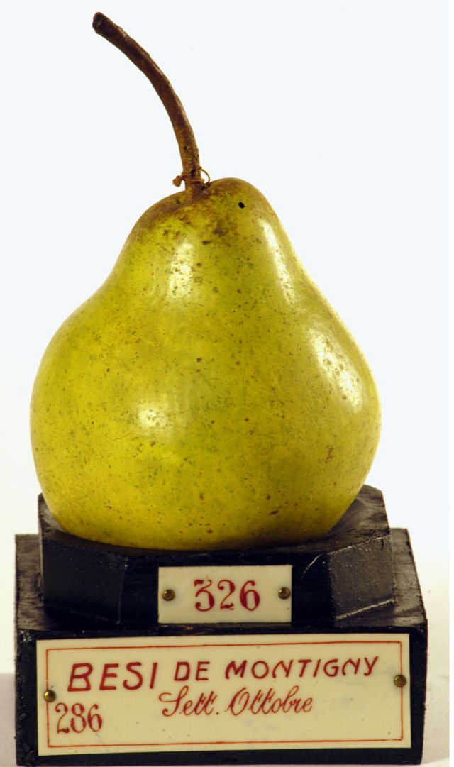 calco - calco pomologico, Pera di GARNIER VALLETTI FRANCESCO (ULTIMO QUARTO XIX SECOLO)
