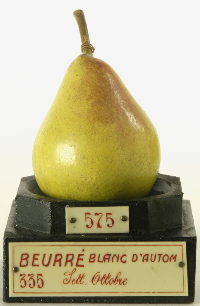 calco - calco pomologico, Pera di GARNIER VALLETTI FRANCESCO (ULTIMO QUARTO XIX SECOLO)