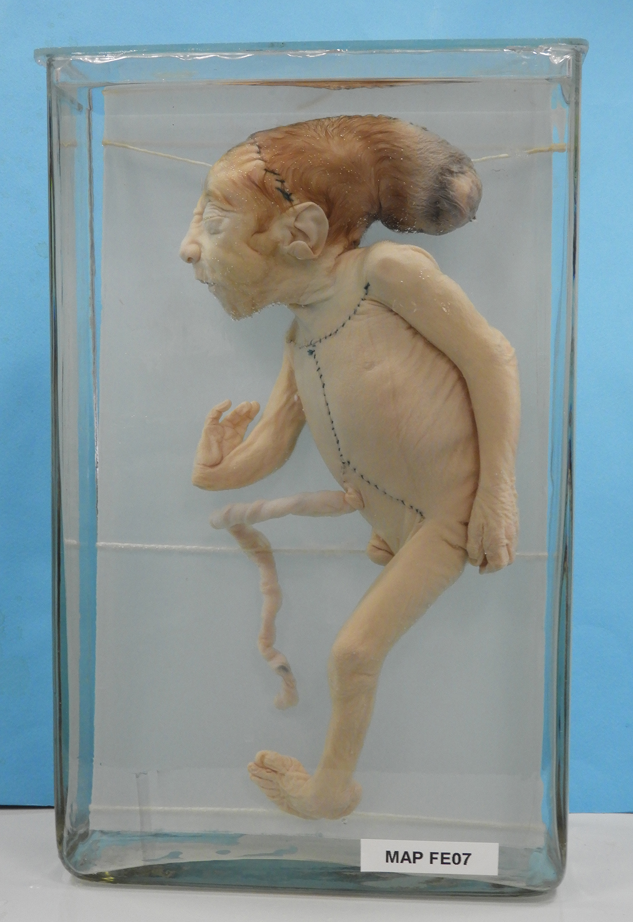 preparato anatomico, neonato (morfologia naturale) (prima metà SECOLI/ XIX)