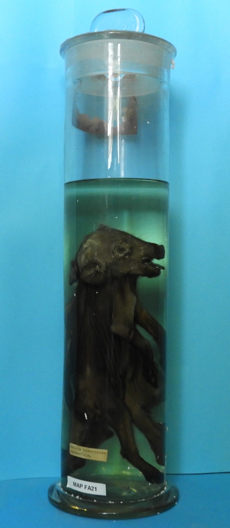 VERTEBRATI/ MAMMIFERI/ Maiale (esemplare)