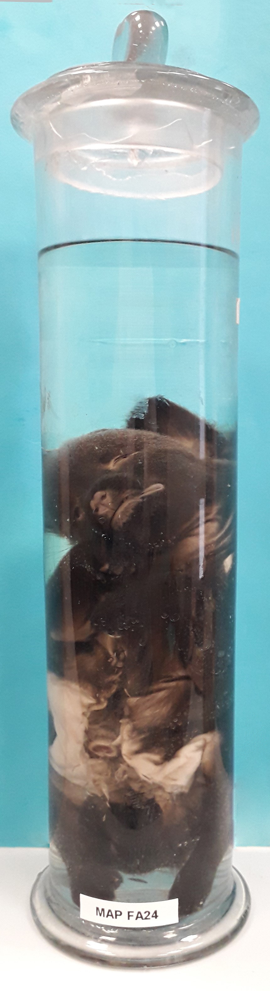 VERTEBRATI/ MAMMIFERI/ cane (esemplare)