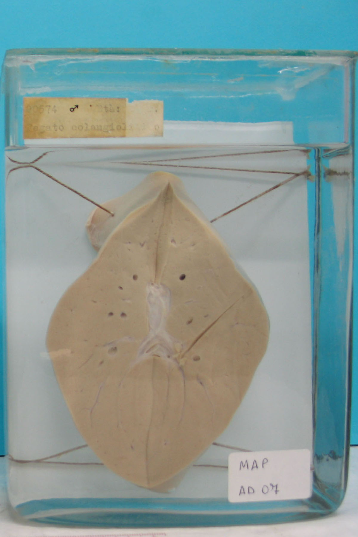 preparato anatomico, apparato digerente (morfologia naturale) (SECOLI/ XX)