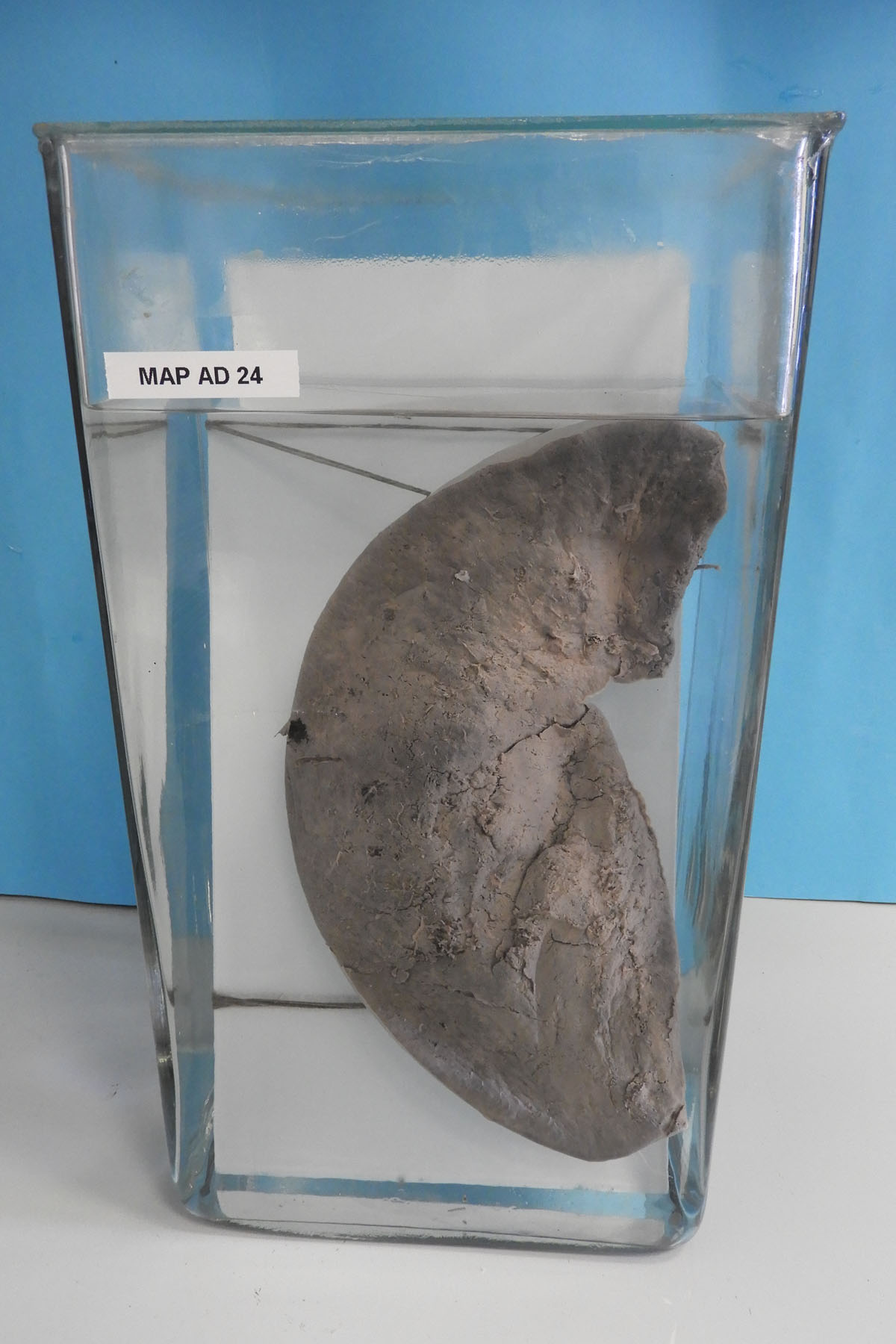 preparato anatomico, apparato digerente (morfologia naturale) (SECOLI/ XX)