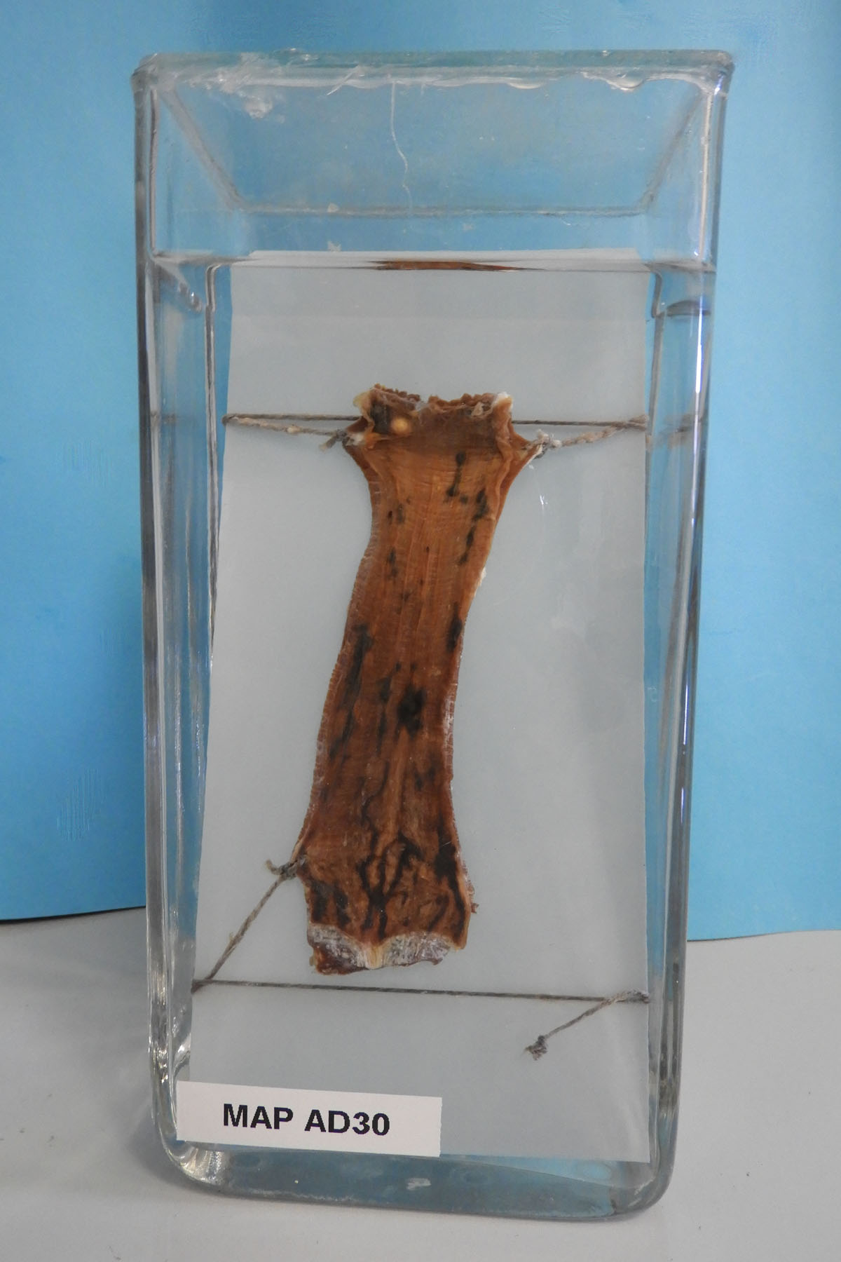 preparato anatomico, apparato digerente (morfologia naturale) (SECOLI/ XX)