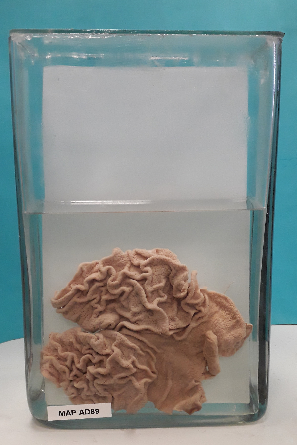 preparato anatomico, apparato digerente (morfologia naturale) (SECOLI/ XX)