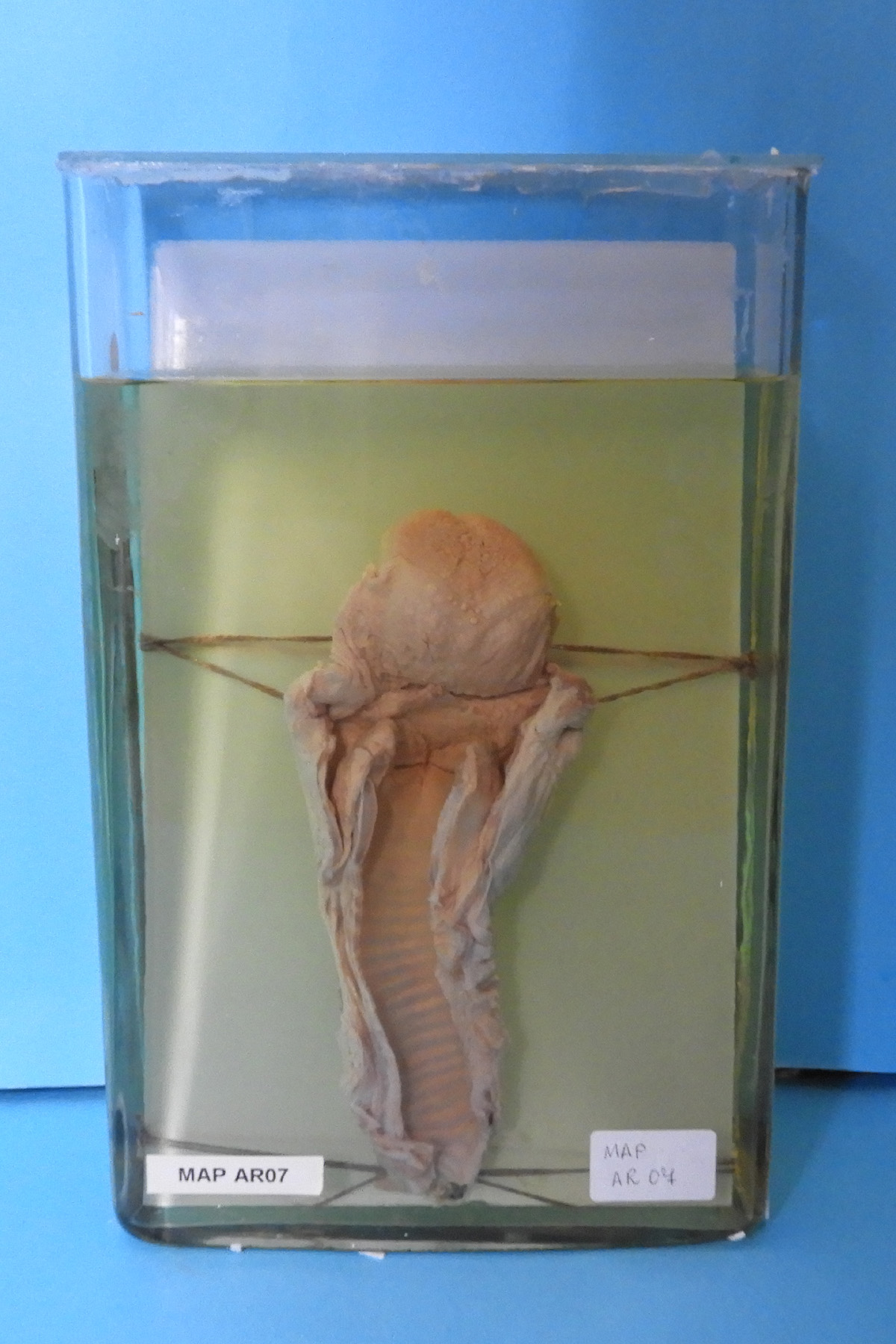 preparato anatomico, apparato respiratorio (morfologia naturale) (SECOLI/ XX)