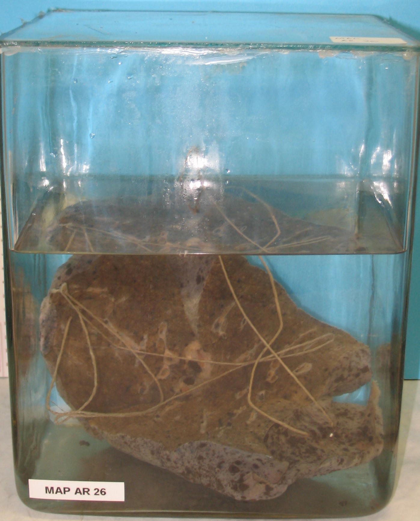 preparato anatomico, apparato respiratorio (morfologia naturale) (SECOLI/ XX)