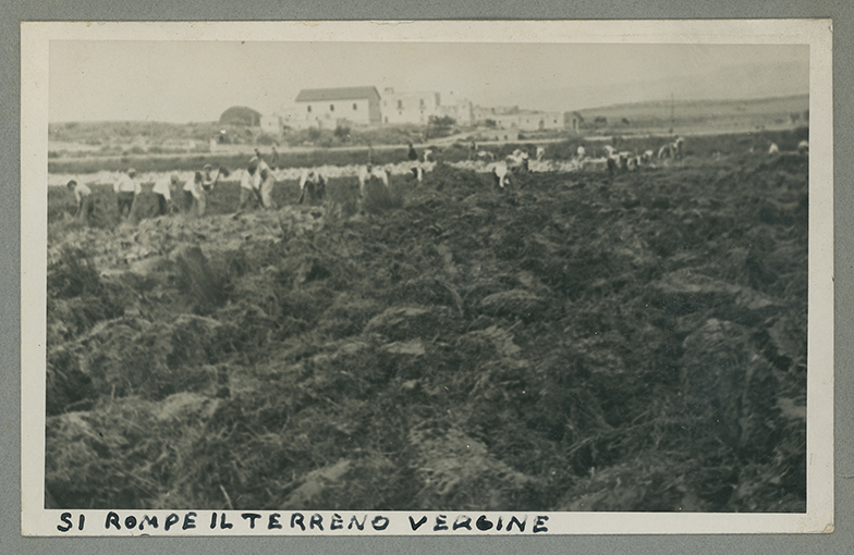 Manfredonia - piana sipontina - braccianti al lavoro (positivo) di Anonimo (XX)