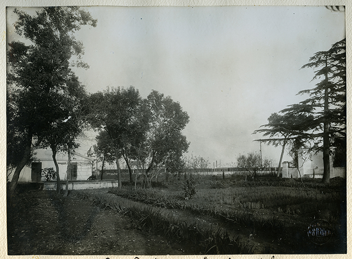 Foggia - Orto botanico sperimentale (positivo) di Nobile G. B (XX)