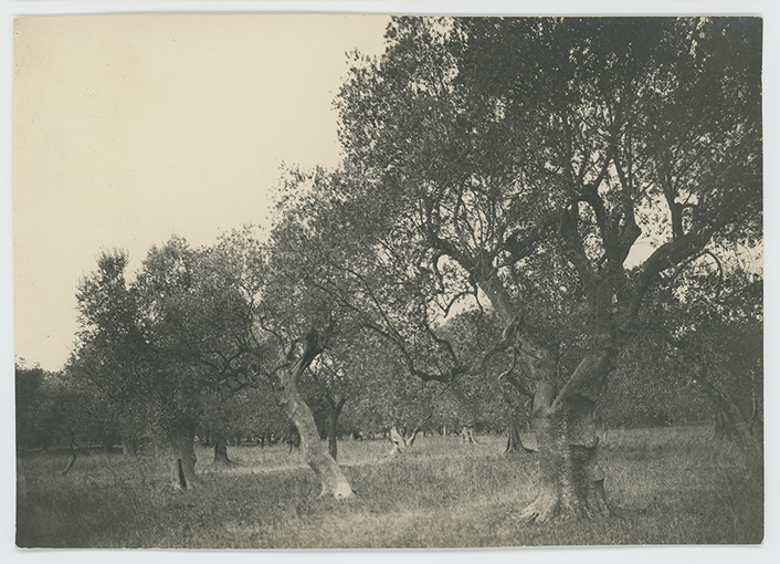 Provincia di Foggia - paesaggio (positivo) di anonimo (XX)