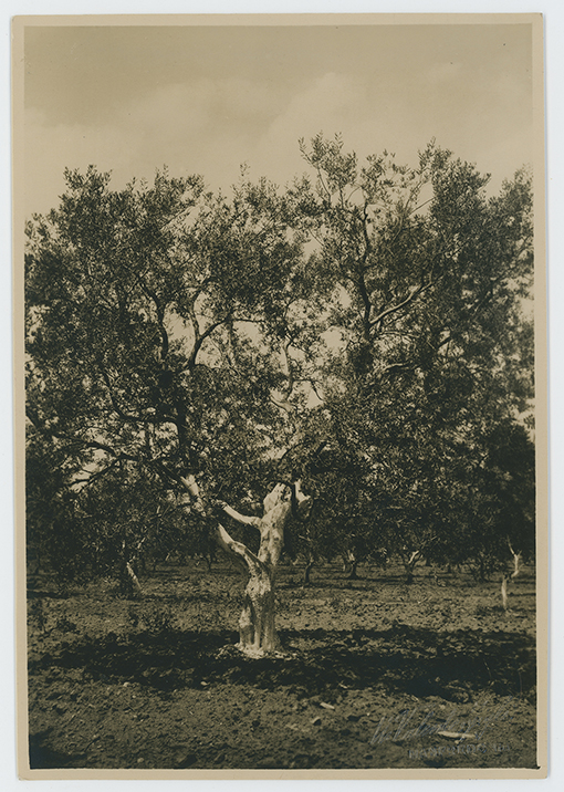 Provincia di Foggia - paesaggio (positivo) di Valente, Umberto (XX)