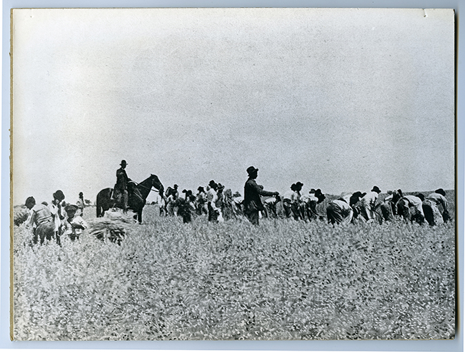 Provincia di Foggia - paesaggio (positivo) di anonimo (XX)