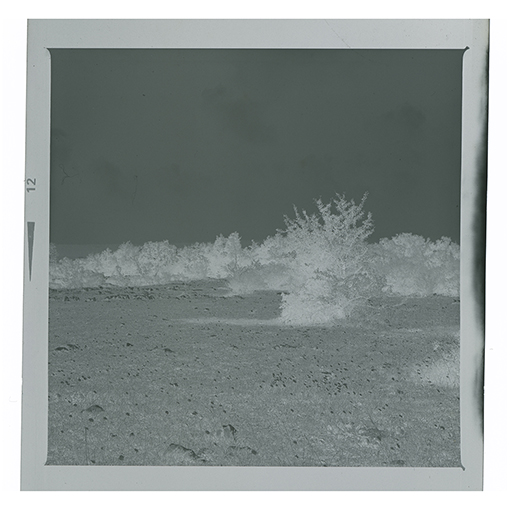 Barsento - Paesaggio (negativo) di Anonimo (XX)