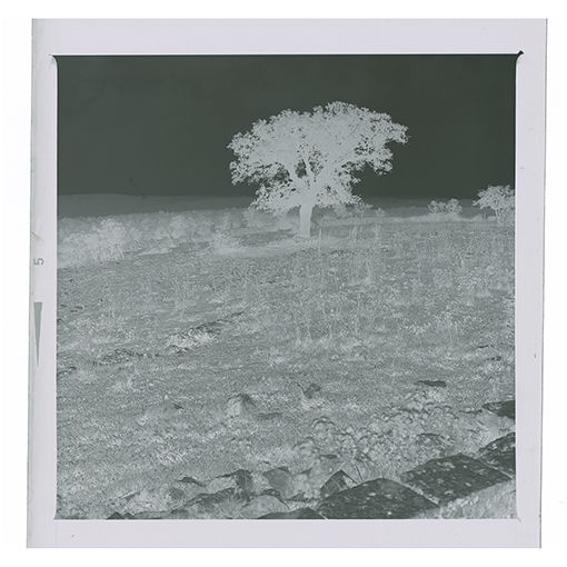 Noci - Barsento - Paesaggio (negativo) di Anonimo (XX)