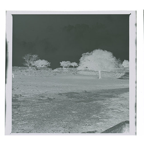 Noci - Barsento - Paesaggio (negativo) di Anonimo (XX)