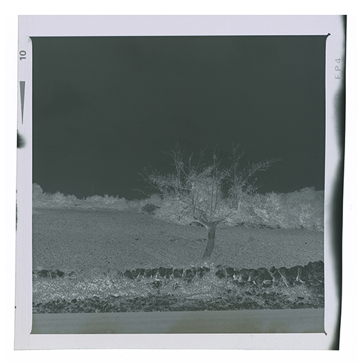 Noci - Barsento - Paesaggio (negativo) di Anonimo (XX)