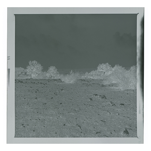 Noci - Barsento - Paesaggio (negativo) di Anonimo (XX)