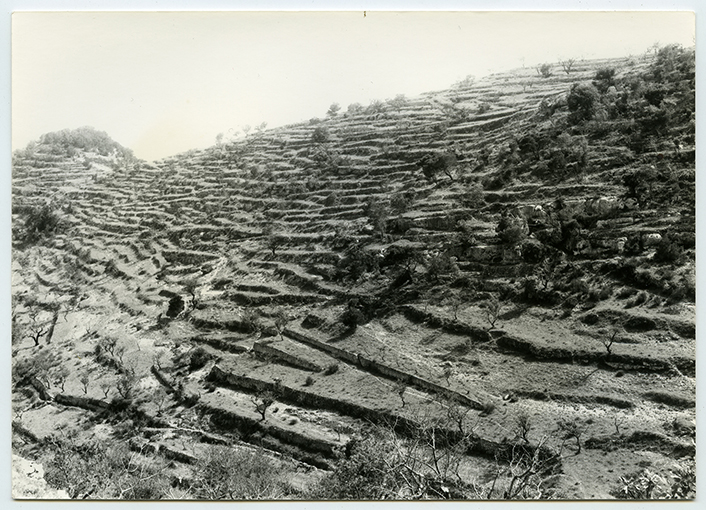 Paesaggio pugliese - Terrazzamenti (positivo) di Anonimo (XX)