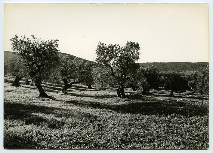 Paesaggio pugliese - Uliveto (positivo) di Anonimo (XX)