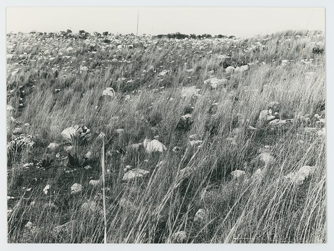 Paesaggio murgiano (positivo) di Anonimo (XX)