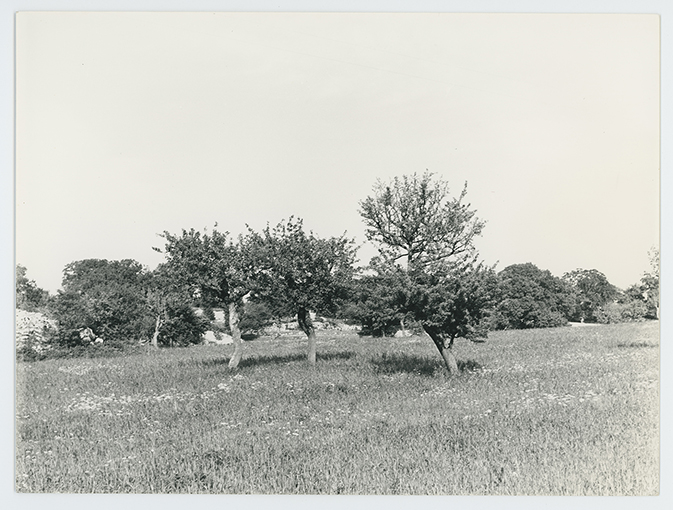 Paesaggio rurale (positivo) di Anonimo (XX)