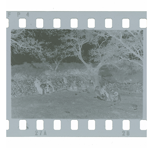 Agro di Noci - Paesaggio (negativo) di Anonimo (XX)