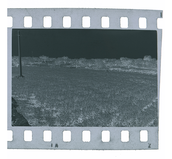 Agro di Fasano - Paesaggio (negativo) di Anonimo (XX)