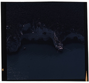 Vieste - veduta aerea del trabucco "Punta della testa" (diapositiva) di Ramosini, Vitaliano, Stagnani, Vittorio (XX)