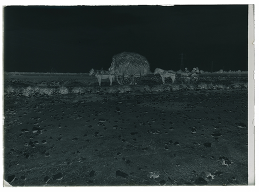 Gioia del Colle (BA) - Muro a secco lungo la strada comunale per Monte Sannace (negativo) di Anonimo (XX)