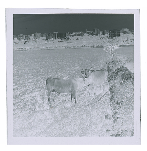 Putignano - veduta (negativo) di anonimo (XX/ XXI)