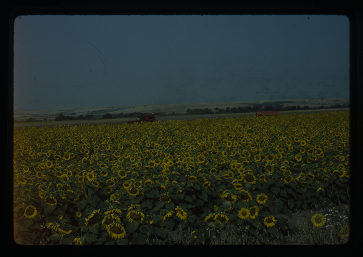 Provincia di Bari - paesaggio (diapositiva) di anonimo (XX)