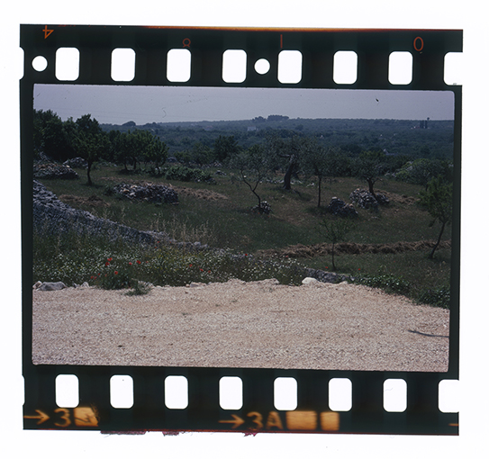 Putignano - paesaggio rurale (diapositiva) di anonimo (ultimo quarto XX)